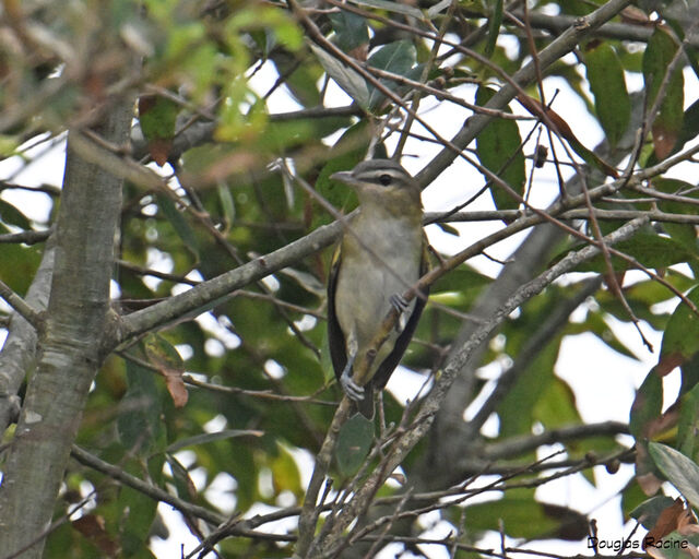 Red-eyed Vireo
