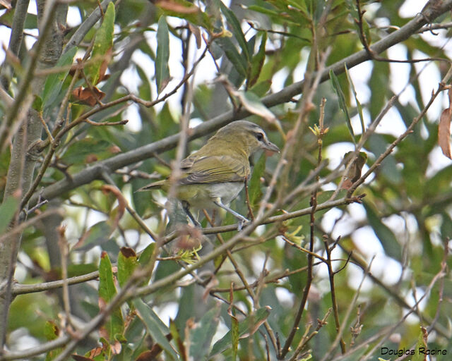 Red-eyed Vireo