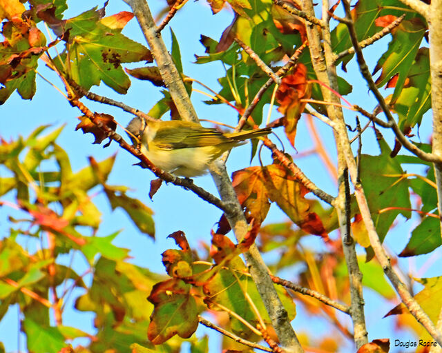 Red-eyed Vireo