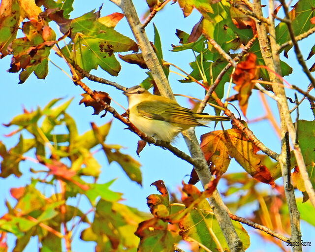 Red-eyed Vireo