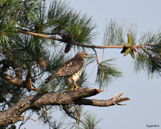 Red-shouldered Hawk