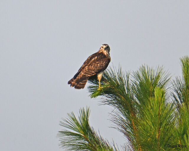 Red-shouldered Hawk