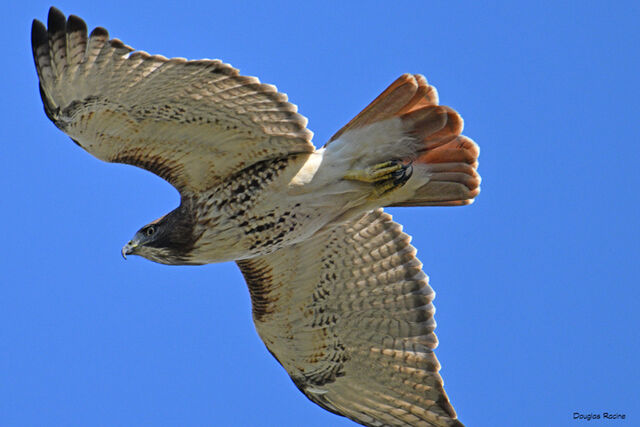 Red-tailed Hawk