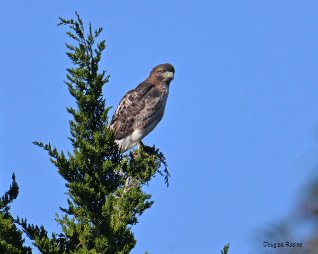 Red-tailed Hawk