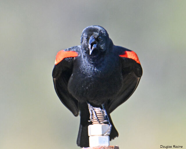 Red-winged Blackbird