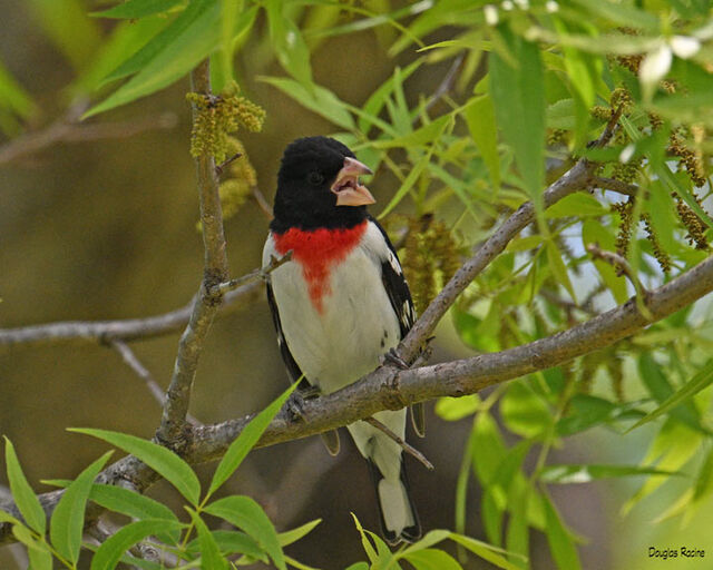 Rose Breasted Grosbeak Rose Breasted Grosbeak 0503 Rose B Grosbeak1