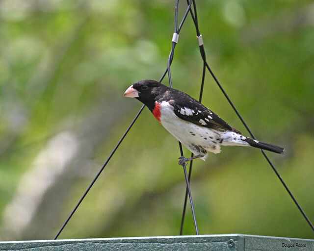 Rose-breasted Grosbeak