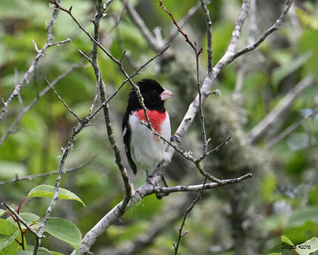 Rose Breasted Grosbeak Rose Breasted Grosbeak 0503 Rose B Grosbeak1b
