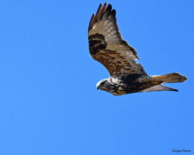 Rough-legged Hawk