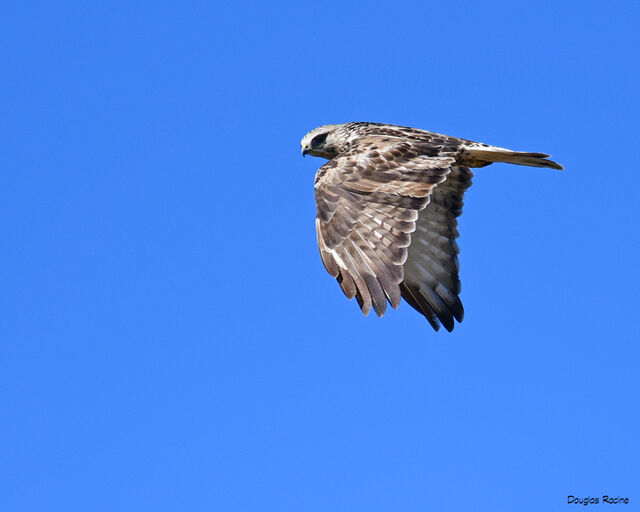 Rough-legged Hawk