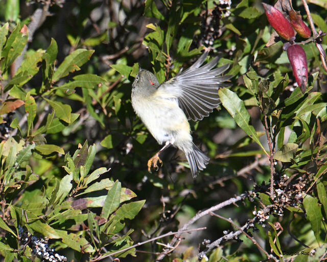 Ruby-crowned Kinglet