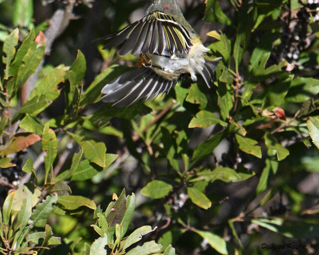 Ruby-crowned Kinglet