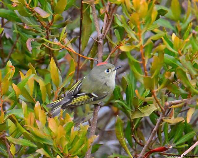 Ruby-crowned Kinglet