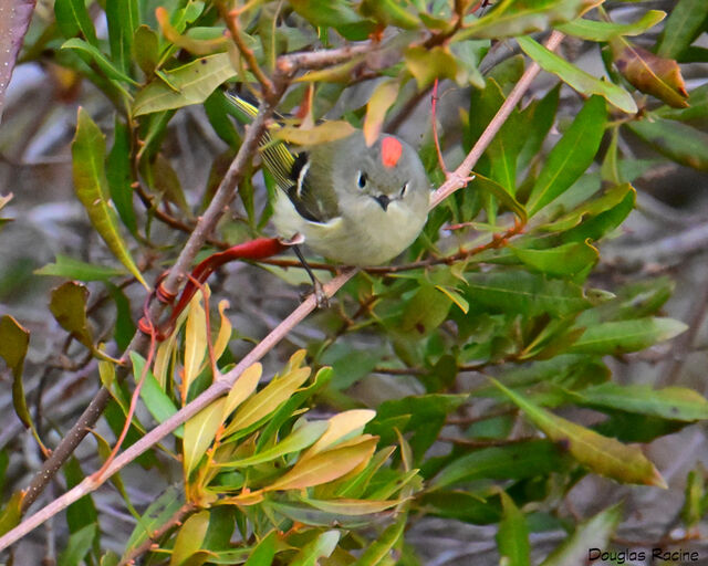 Ruby-crowned Kinglet