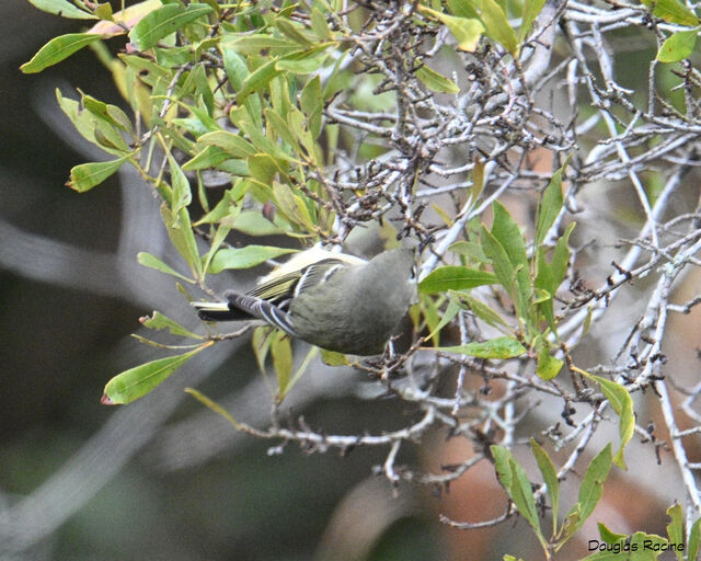 Ruby-crowned Kinglet