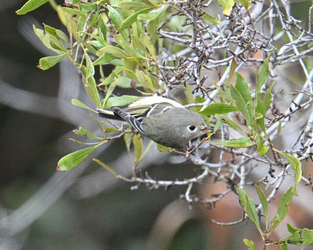 Ruby-crowned Kinglet