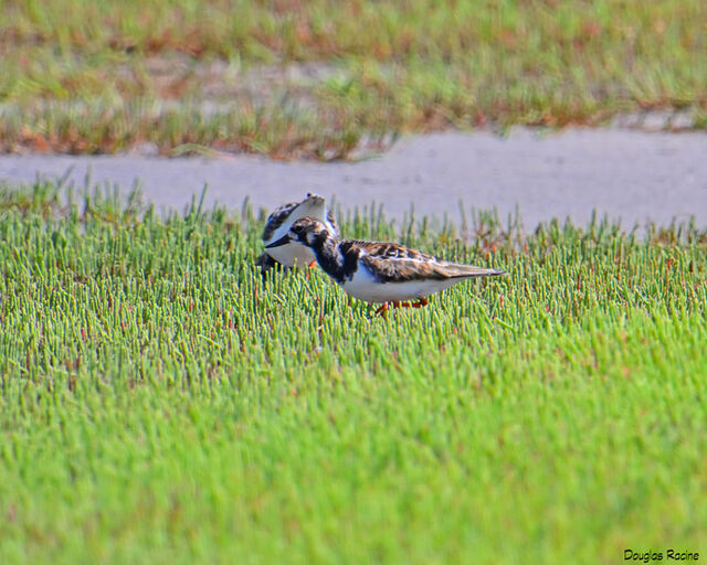 Ruddy Turnstone