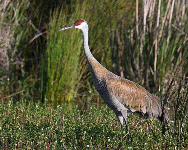 Sandhill Crane