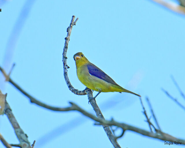 Scarlet Tanager