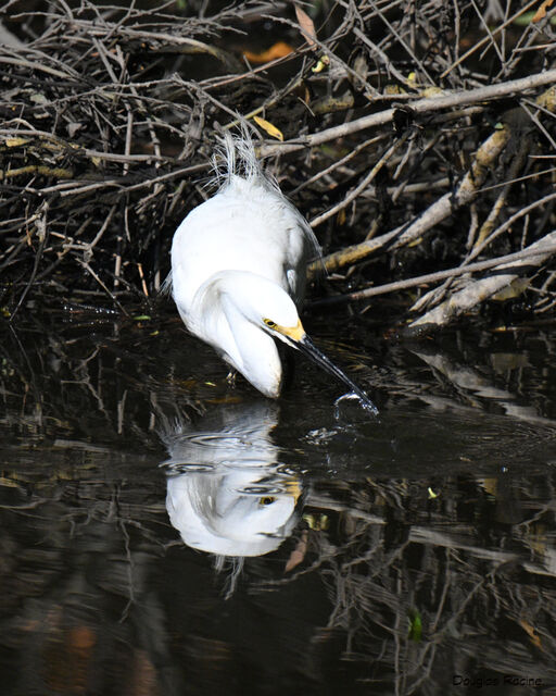 Snowy Egret