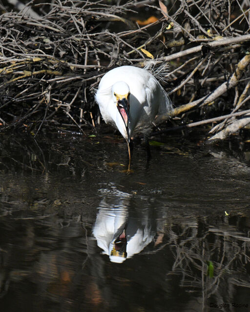 Snowy Egret