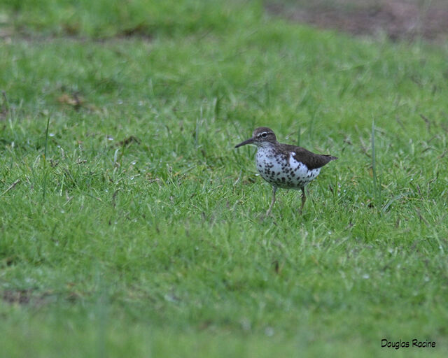 Spotted Sandpiper