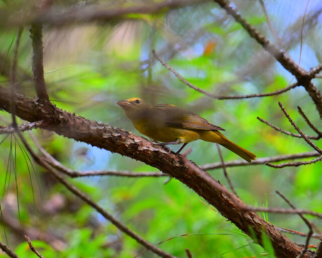Summer Tanager