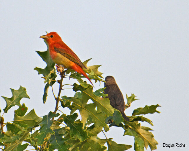 Summer Tanager