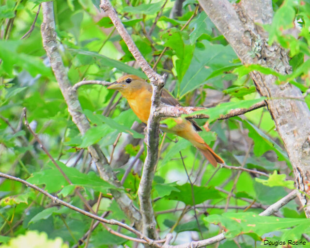 Summer Tanager