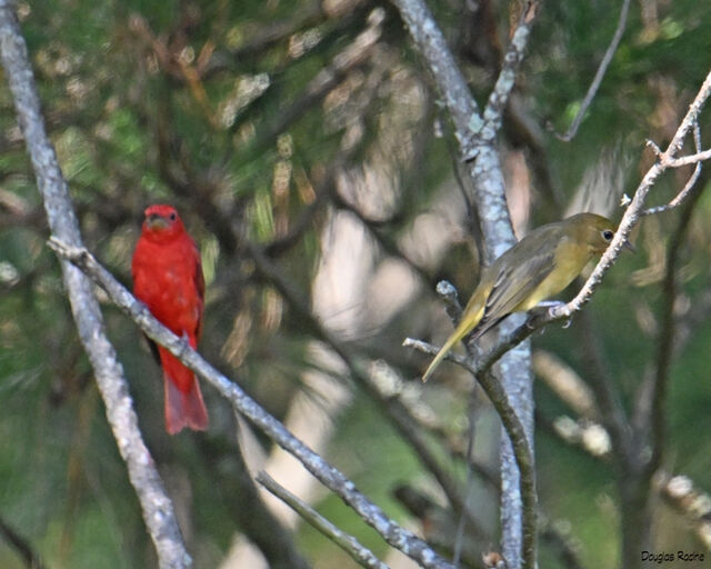 Summer Tanager