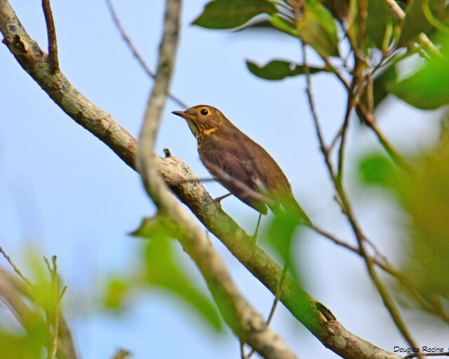 Swainson's Thrush