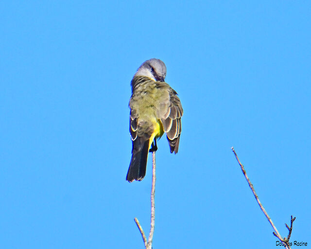Tropical Kingbird