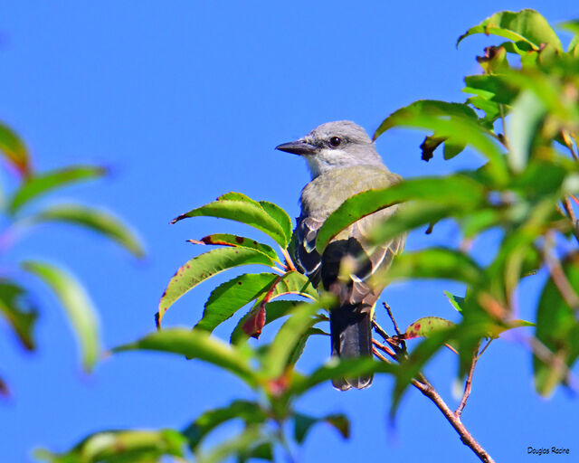 Tropical Kingbird