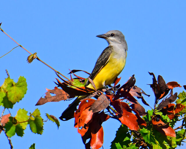 Tropical Kingbird