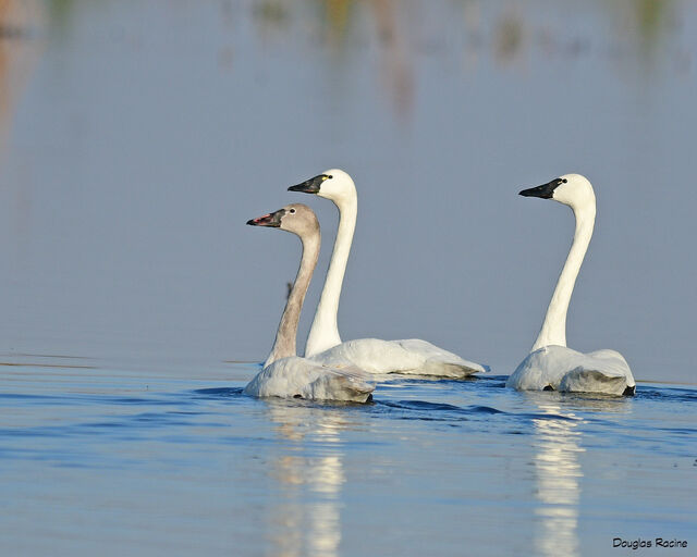 Tundra Swan