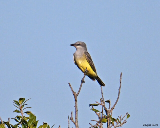 Western Kingbird