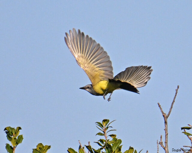 Western Kingbird