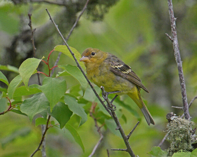 Western Tanager