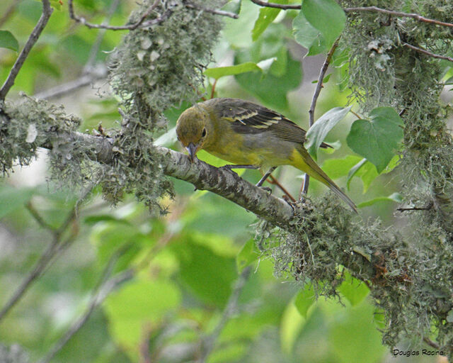Western Tanager