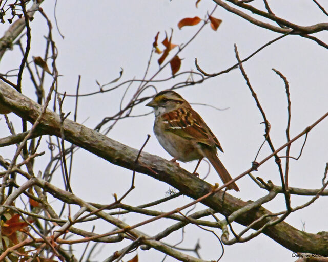 White-throated Sparrow