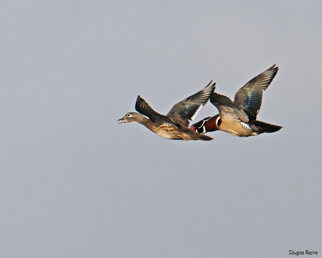 Wood Duck