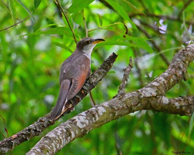 Yellow-billed Cuckoo