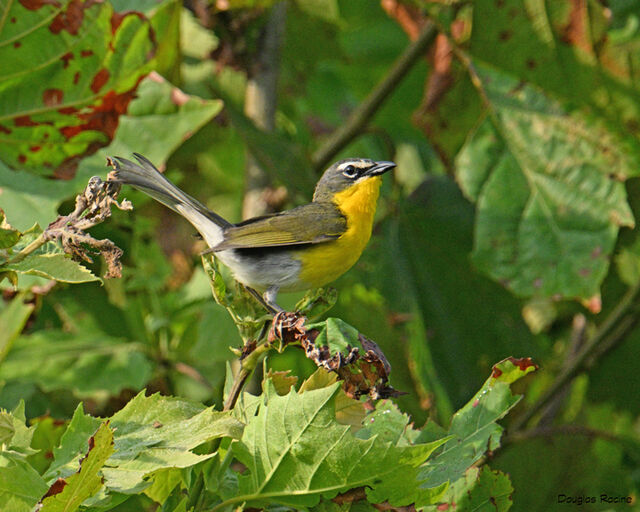 Yellow-breasted Chat