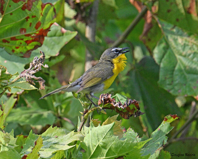 Yellow-breasted Chat