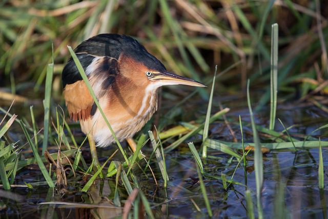 Least Bittern