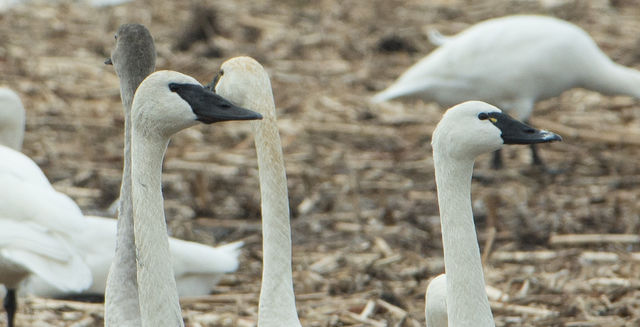 Trumpeter Swan