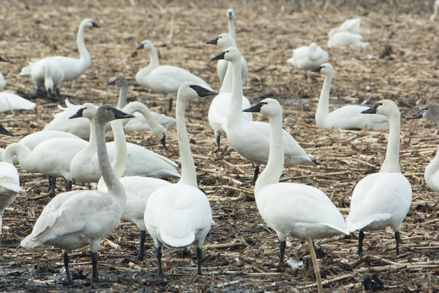 Trumpeter Swan