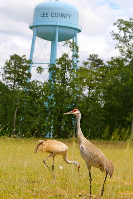 Sandhill Crane