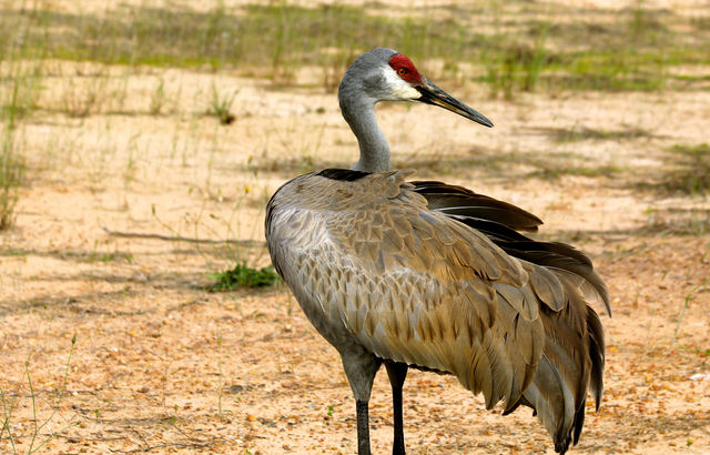 Sandhill Crane