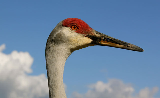 Sandhill Crane